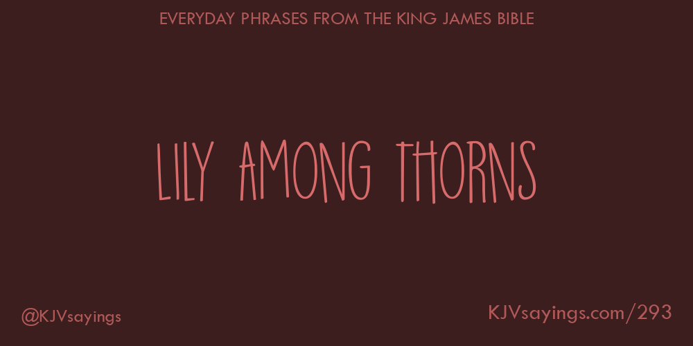 “Lily among thorns”