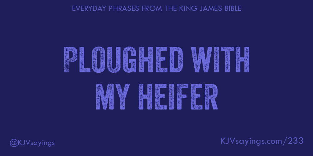 &ldquo;Ploughed with my heifer&rdquo;