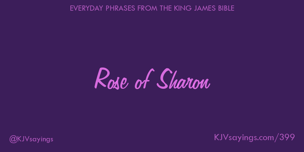&ldquo;Rose of Sharon&rdquo;